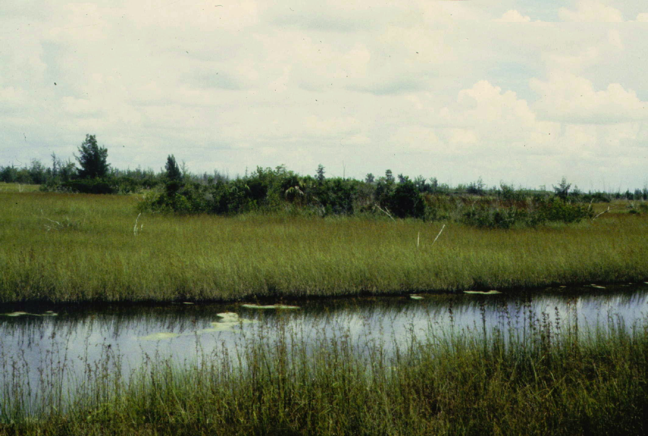 wetlands