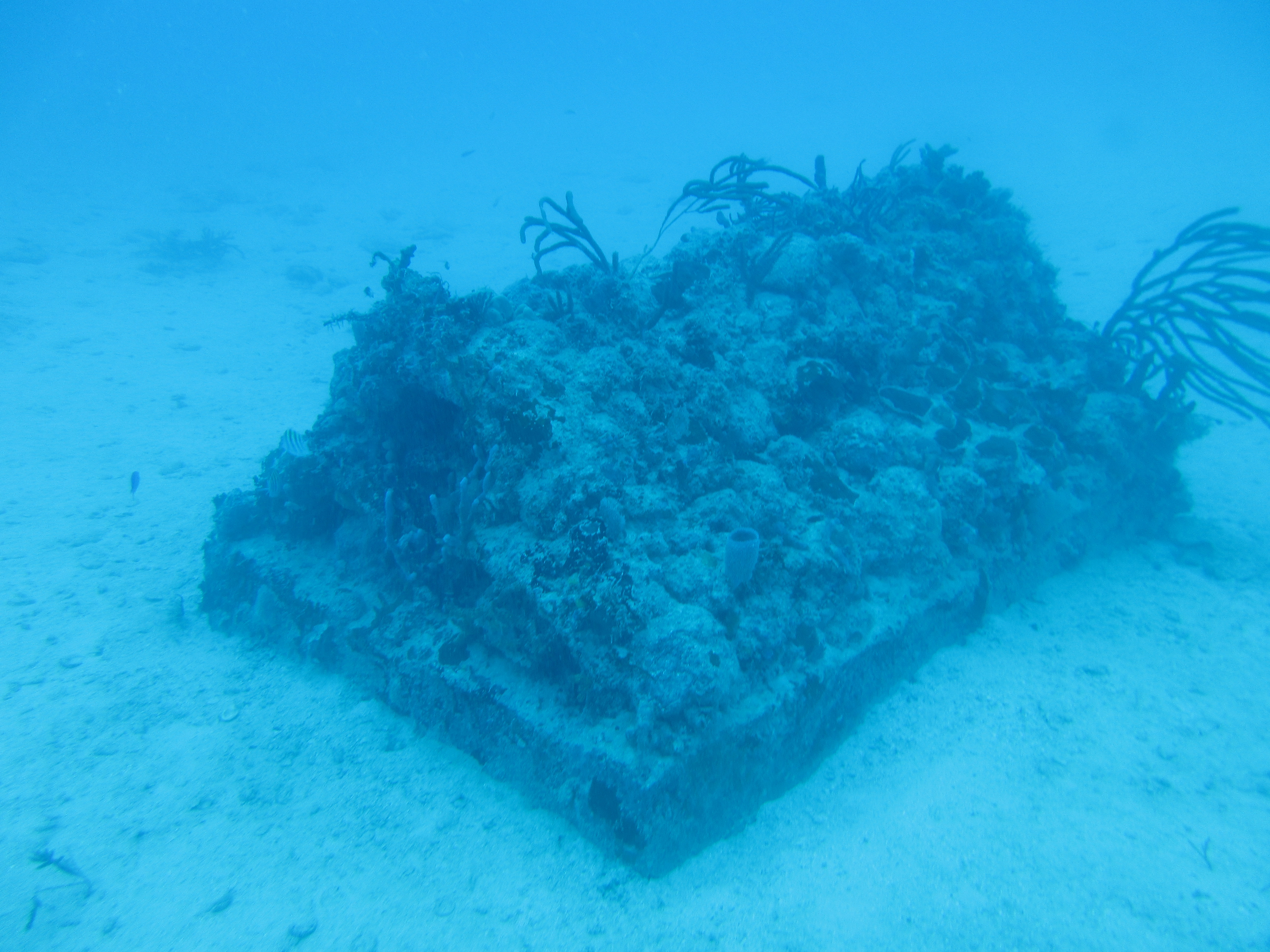 Sunny Isles Reef Restoration Onsite Monitoring