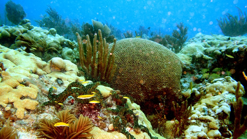 Coral Reef