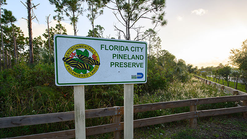 A photo of the Florida City Pineland Preserve.