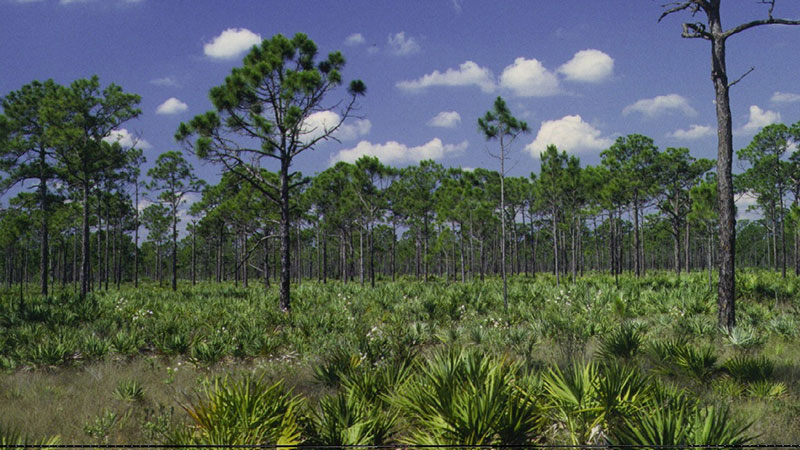 A photo of Rockdale Pineland