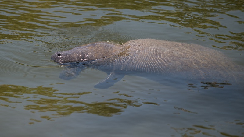 Manatee underwater