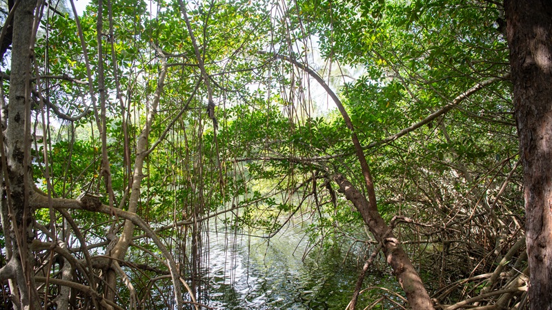 Mangroves