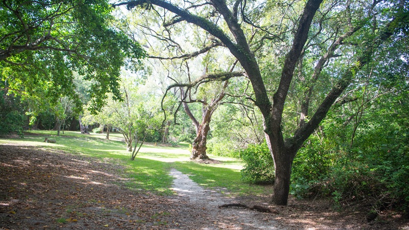Trees at Greynolds Park