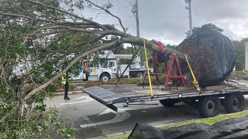 crew clearing a fallen tree