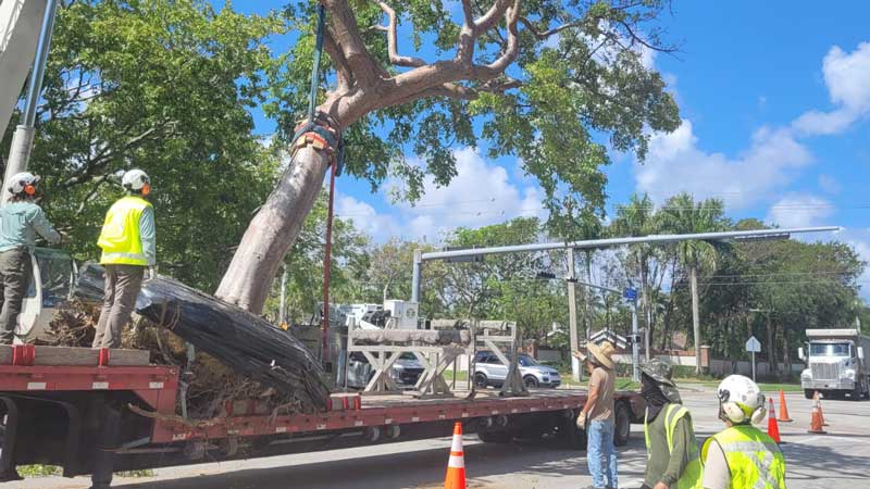 crew clearing a fallen tree