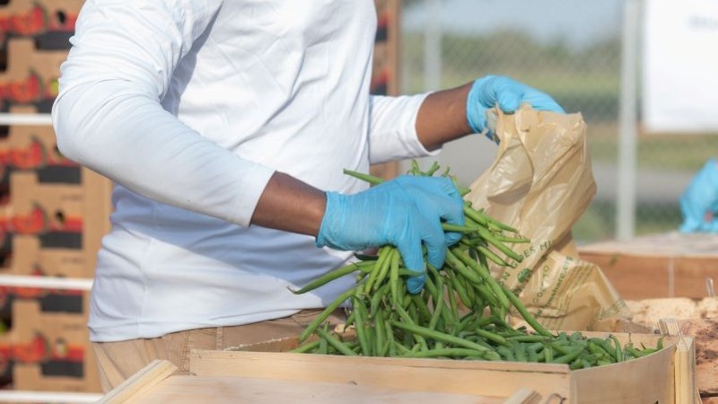 person packing fresh green beans