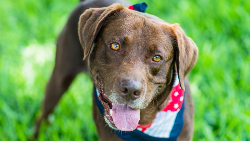Brown Lab wearing red, white and blue bandana standing in grass