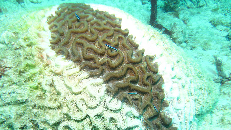 coral reef protection