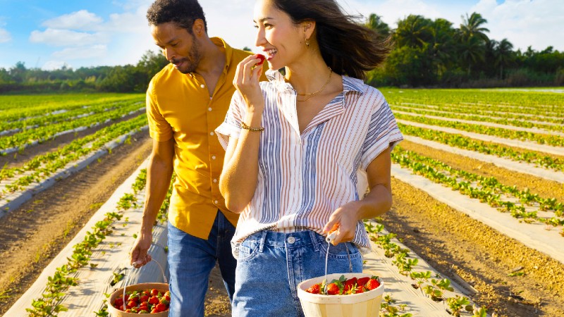 woman and man picking fruits in a field
