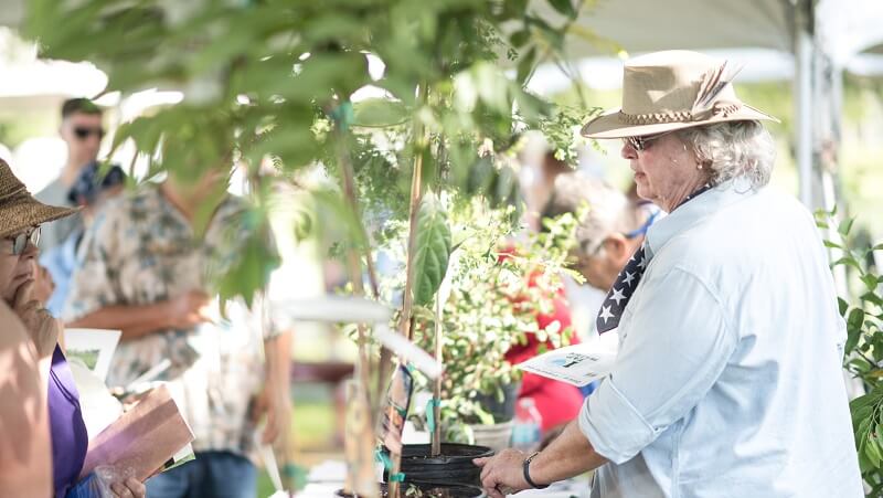 people adopting trees